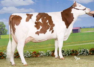 montbeliarde-story-pic