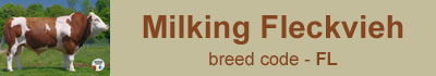 fleckvieh-bulls