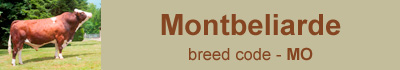 montbeliarde-bulls