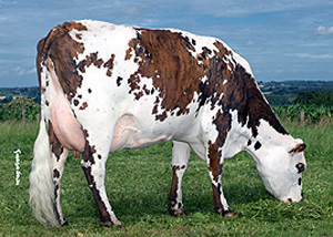 normande_story_cow