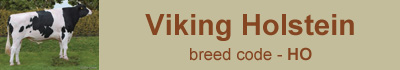 vikingholstein-bulls