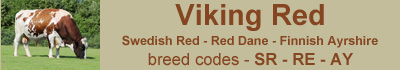 vikingred-bulls